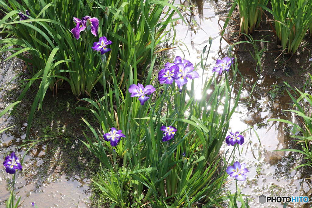 上下から光を受け取る花菖蒲