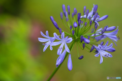 アガパンサスの花　ピンクあじさいの色をバックに添えて