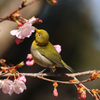 河津桜ジロー　あらためて１