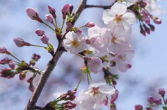 染井吉野が5分咲きです。その1
