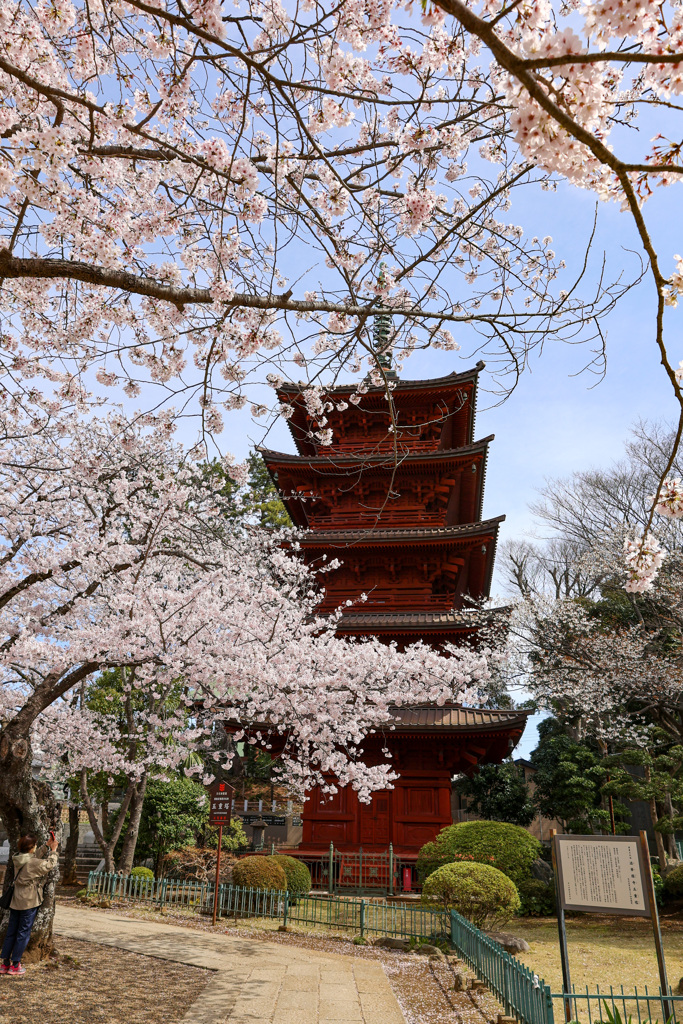 桜の花に包まれる五重塔　市川法華経寺