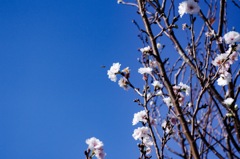 11月の秋空に咲く小福桜コブクザクラ　満開になりました。