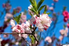 2色咲き　花桃源平満開！　その3