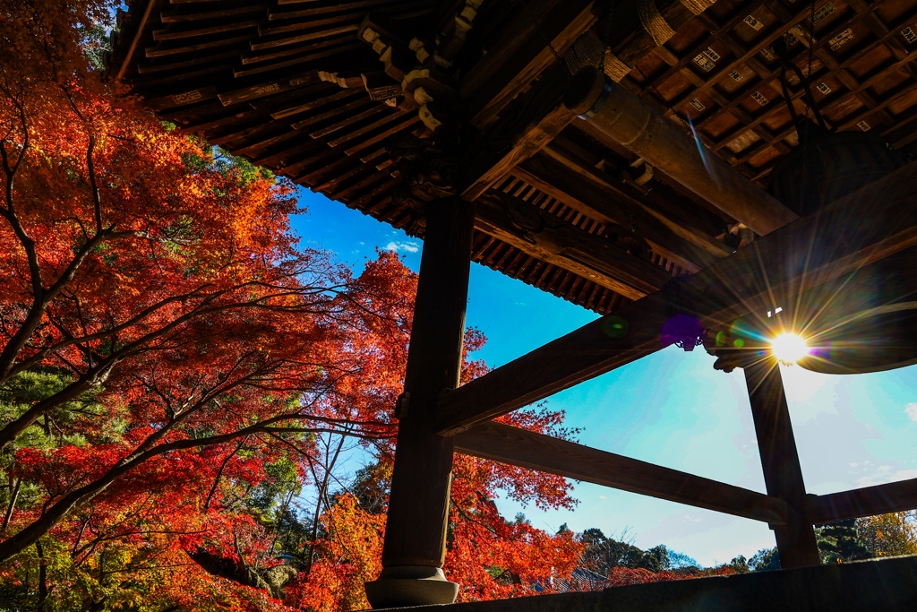 もみじと鐘とキラキラと　松戸　東漸寺