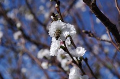 11月の小福桜の蜜を吸うハチ　この時期の貴重な花です