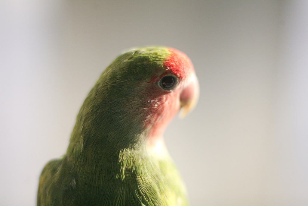 若きコザクラインコの肖像