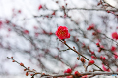 初春　梅の花