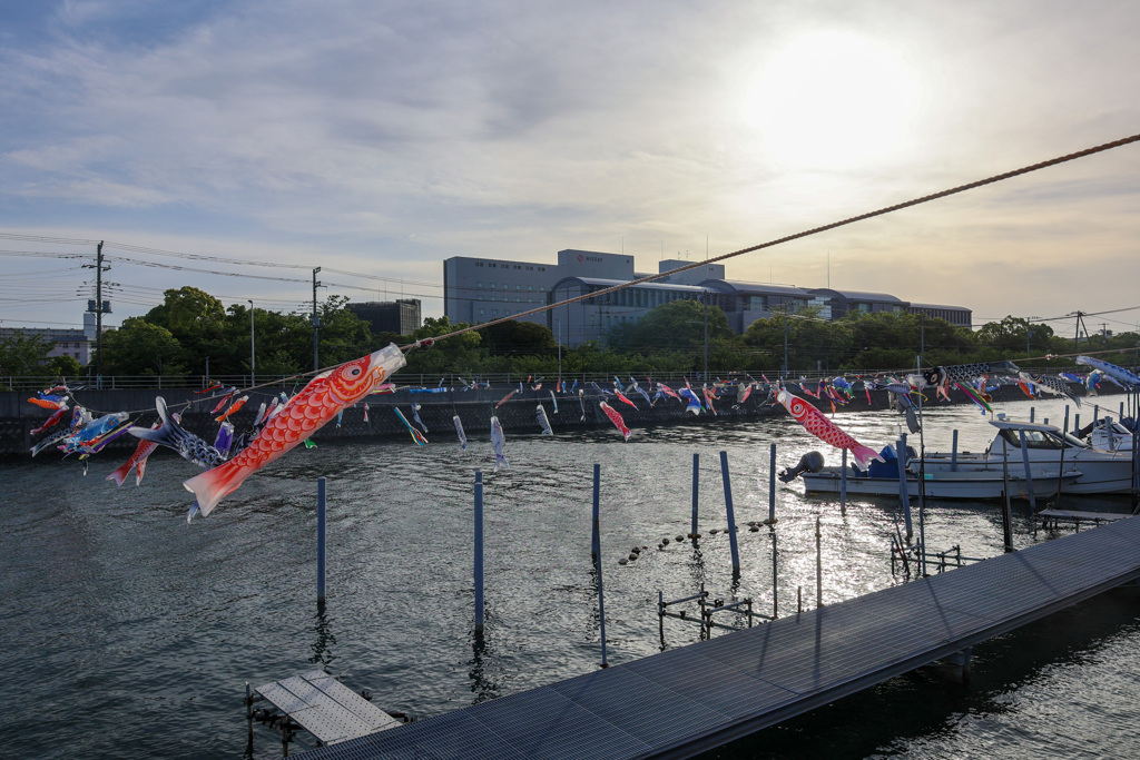 浦安境川を泳ぐ鯉たち