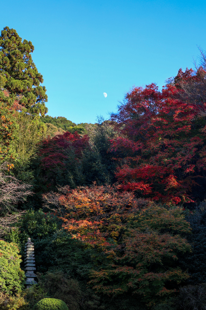 青蓮院　紅葉の向こうに月愛でる