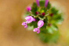 ホトケノザ　芝庭を除草しましたが残しました