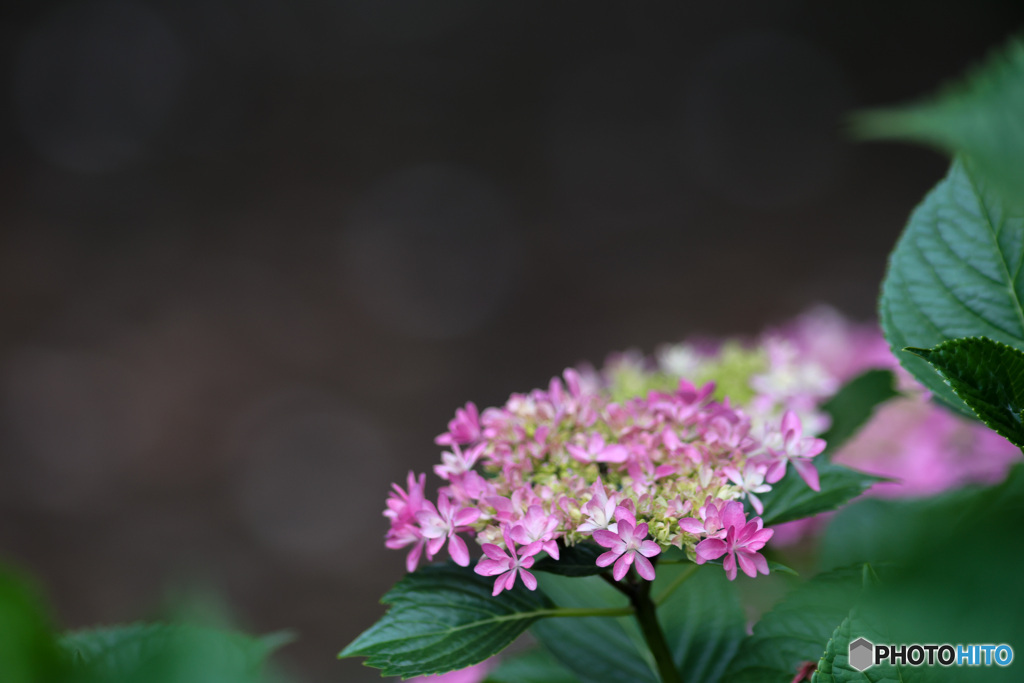 優しく浮かび上がる　額紫陽花