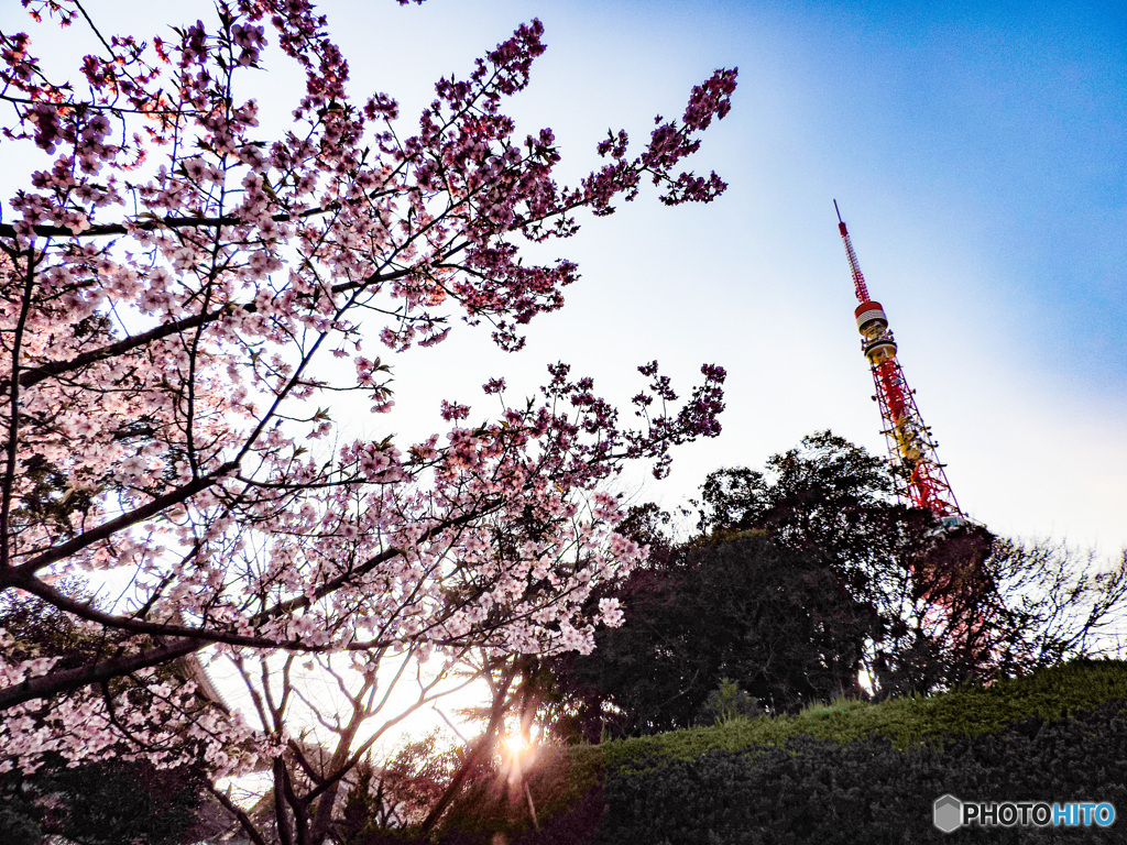 東京タワーの春