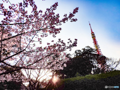 東京タワーの春