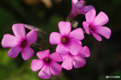 大ぶりになりました！オキザリスの花