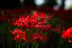 彼岸花　秋の花