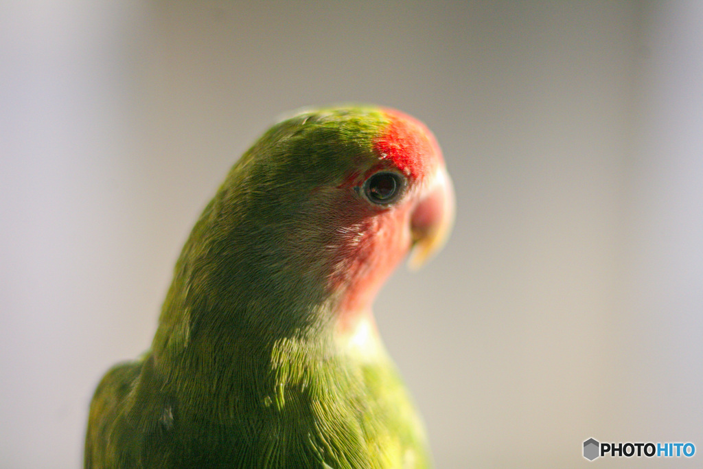 ちょっとおすまし　ポートレート風のコザクラインコ