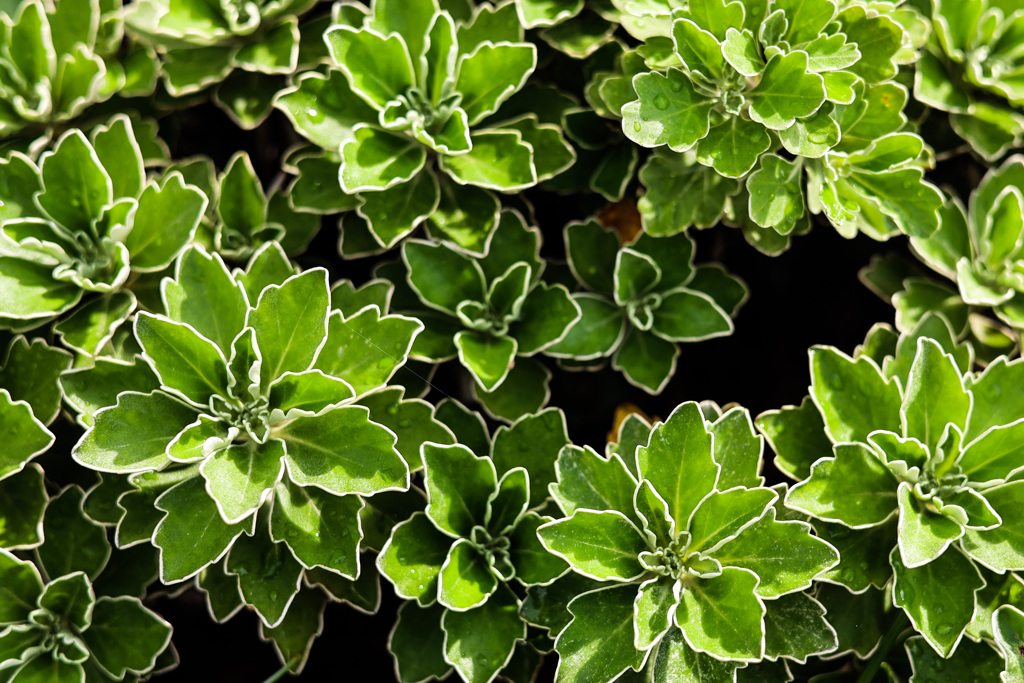 雨上がりのイソギク