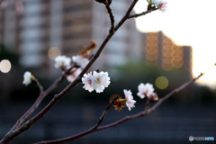 初冬の夕暮れに馴染む子福桜