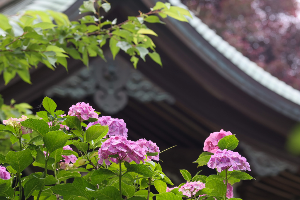 あじさい　本土寺