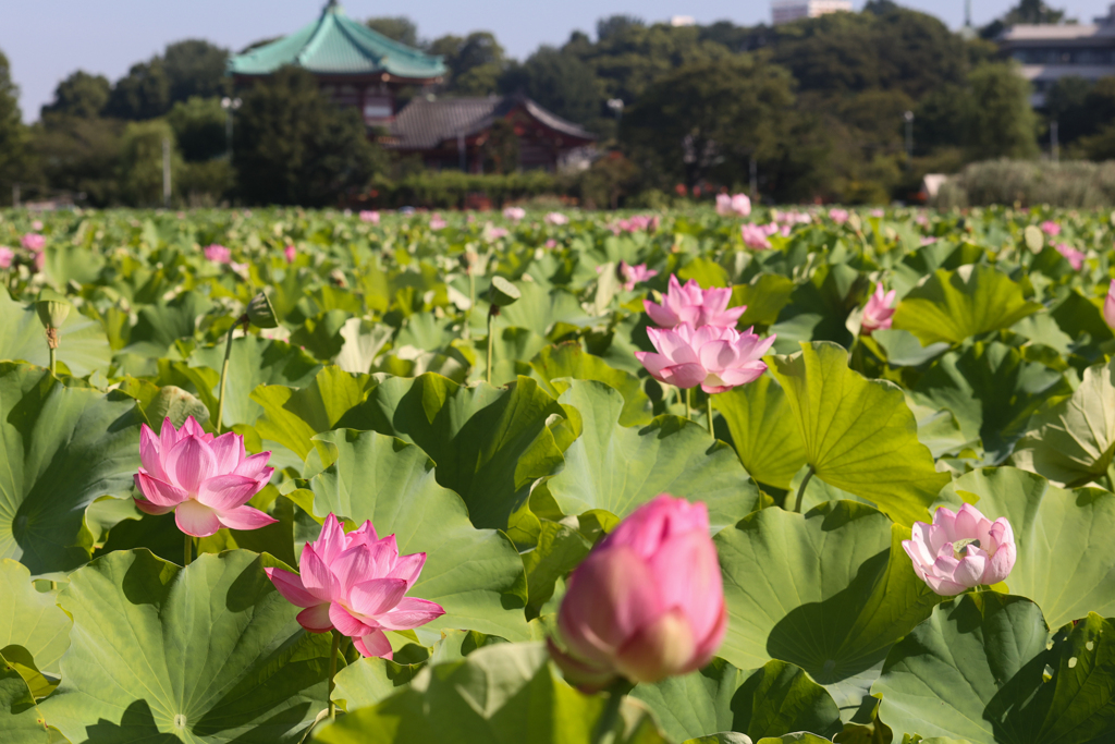 どこまでも続く蓮の花　不忍池