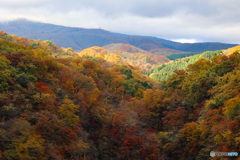 紅葉　霧降高原