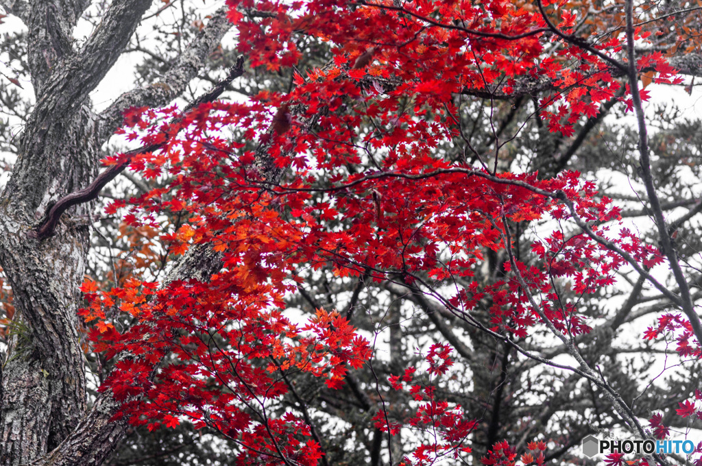 日光の紅葉　竜頭の滝の近くにて