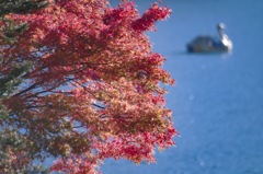 中禅寺湖　湖畔の紅葉とスワン