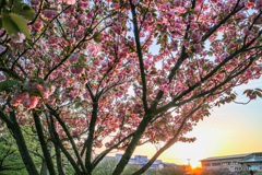 浦安　桜最終盤　夕日に輝く八重桜