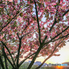 浦安　桜最終盤　夕日に輝く八重桜