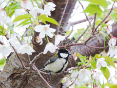 お花見に正装で黒ネクタイきりりと装う　シジュウカラ