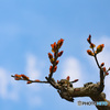 百日紅のお目覚め