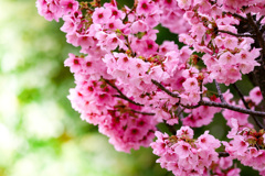 陽光桜咲きました