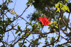 甑島の思い出　垣根に咲くハイビスカス