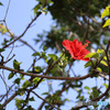 甑島の思い出　垣根に咲くハイビスカス