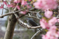 枝ごと揺らすヒヨドリも河津桜　大好き！