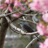 枝ごと揺らすヒヨドリも河津桜　大好き！