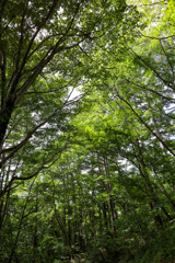 軽井沢　緑の林の中で