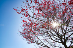 咲き誇る紅梅　蒼空にその鮮やかな紅散らす
