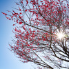 咲き誇る紅梅　蒼空にその鮮やかな紅散らす