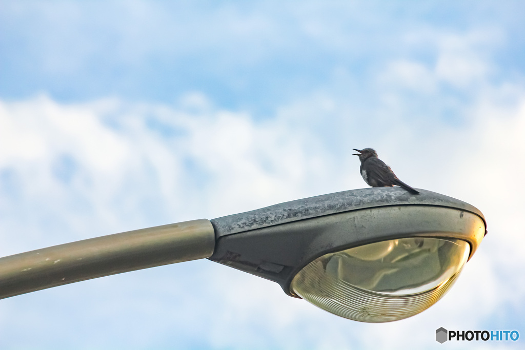 求愛！？縄張り！？　鳴き続けるヒヨドリ