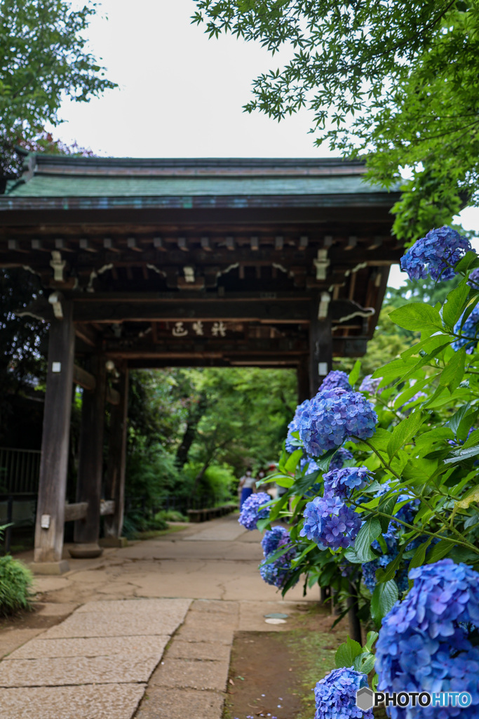 千葉県のあじさい寺　本土寺