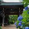 千葉県のあじさい寺　本土寺