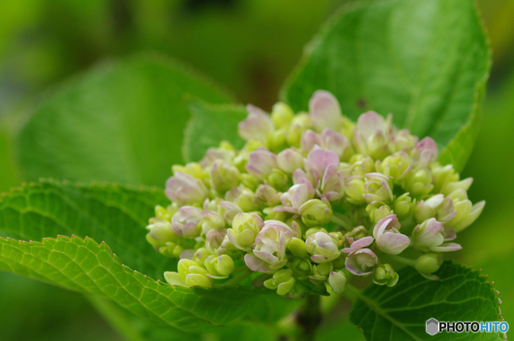庭の紫陽花にも季節到来