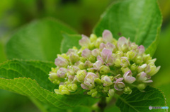 庭の紫陽花にも季節到来