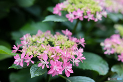 華やかな額紫陽花たち