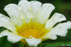 花手水に、どうぞ