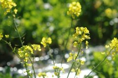 春の陽にきらめく菜の花