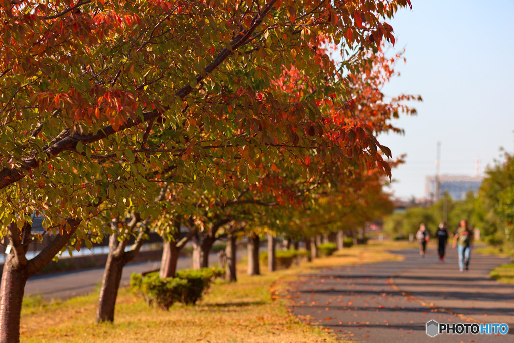 桜並木の紅葉