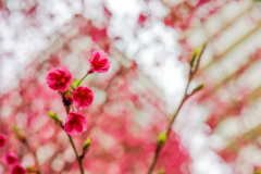 寒緋桜のある建物