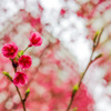 寒緋桜のある建物